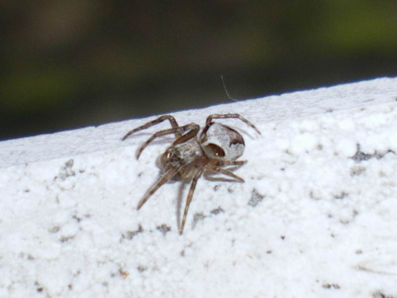 Araneus sp.